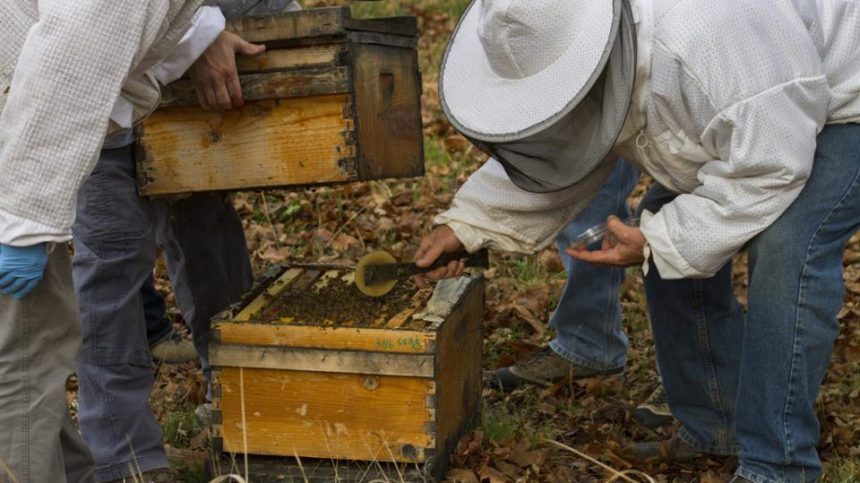 Can Mushrooms Help Boost Honey Bee Health?
