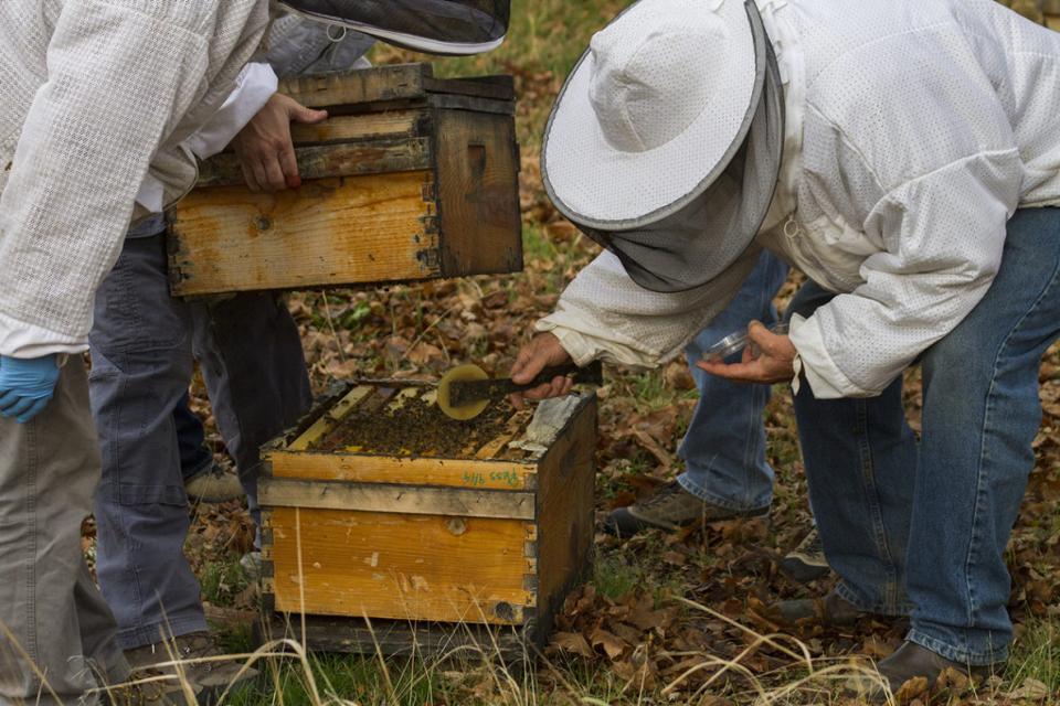Can Mushrooms Help Boost Honey Bee Health?