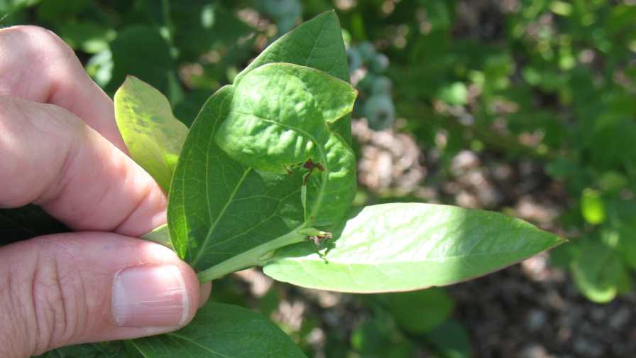 Deformed blueberry leaf from gall midge