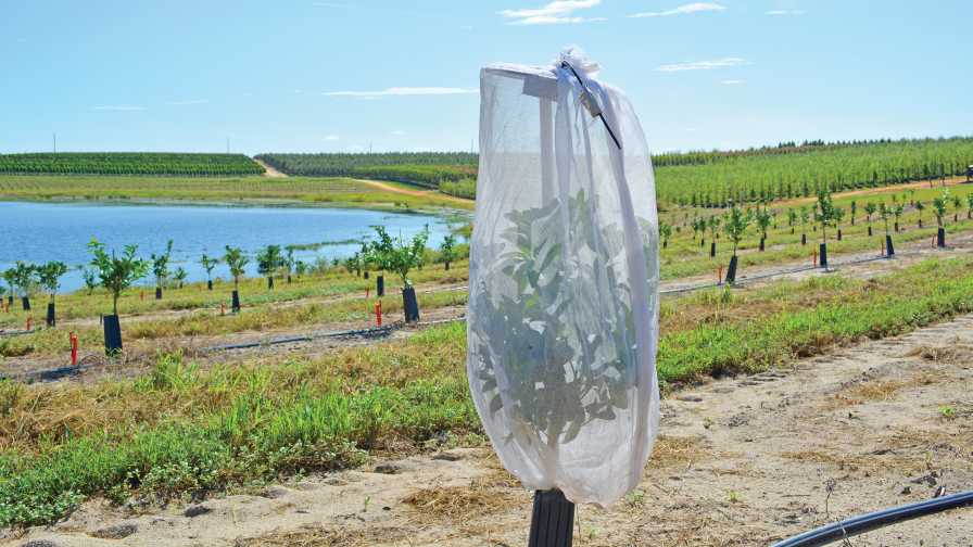 Mesh bag providing citrus psyllid protection on a young orange tree