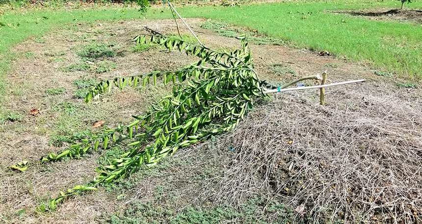 Southeast Farmers Picking Up After Hurricane Michael Pours Down