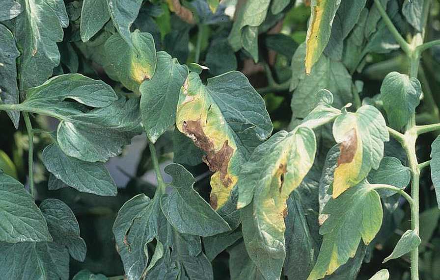 Vigilance Required To Tame Verticillium Wilt Of Tomato Growing Produce Vigilance Required To Tame Verticillium Wilt Of Tomato Growing Produce