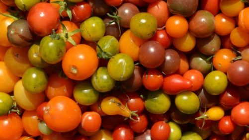 Researchers Find Gene That Gives Vegetables Their Shape