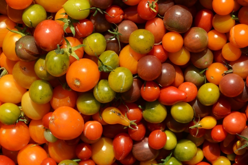 Assorted-tomatoes-free-image
