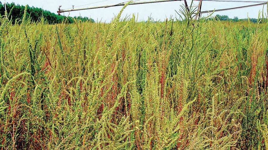 Field Scouting Guide Palmer Amaranth Growing Produce