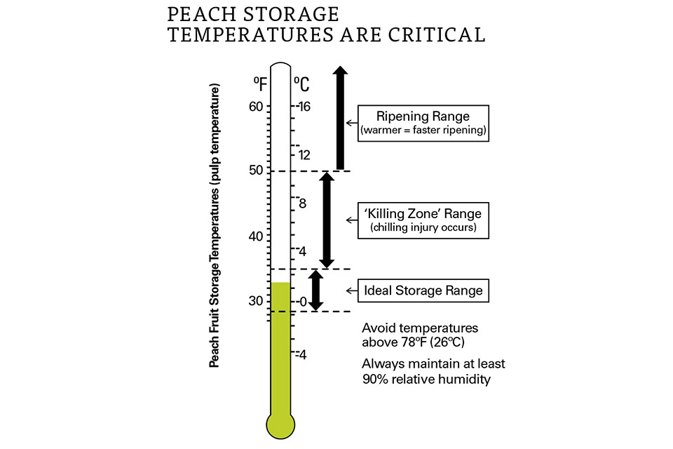 How to Prevent Chilling Injuries in Peaches