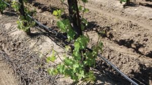Why New Grapevine Suckering Methods May Work for You