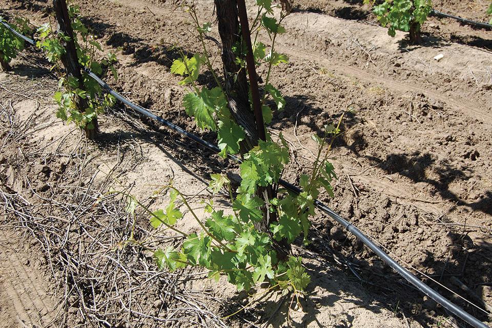 Why New Grapevine Suckering Methods May Work for You