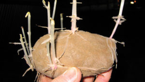 Why Physiological Age of Potato Seed Tubers Counts