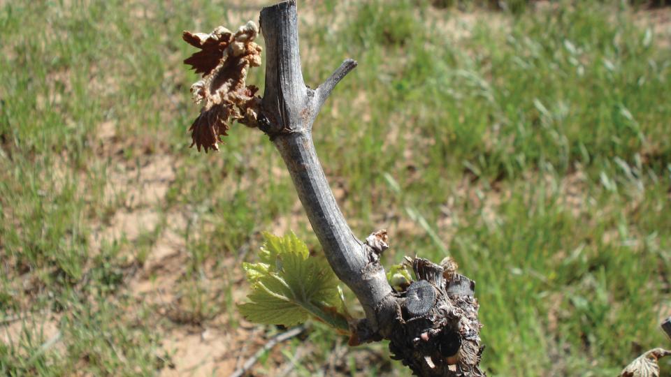 How to Avoid Frost Injury in Vineyards