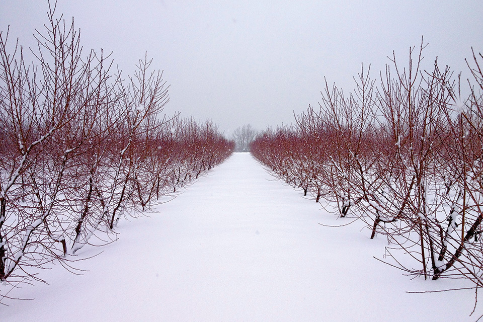 Ways Pruning Affects Tree Fruit Cold Hardiness