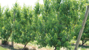 UFO is a Completely Different Way to Grow Peaches