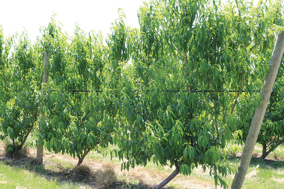 UFO is a Completely Different Way to Grow Peaches