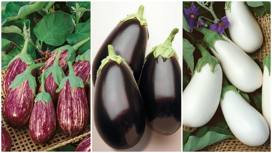 10 Eggplant Varieties Fresh for 2019 - Growing Produce