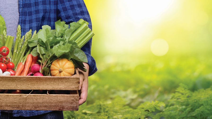 Guy-holding-box-of-vegetables-SOI-2019-FEATURE