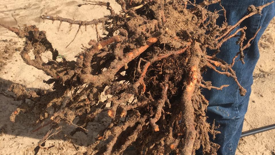 New Nematode Found in California Soil