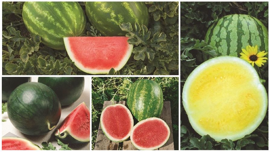 12-watermelon-varieties-you-need-to-know-growing-produce