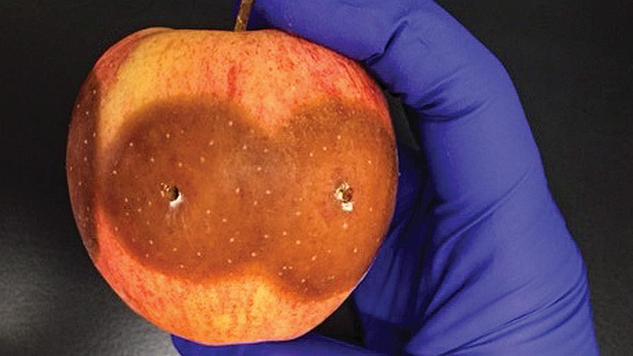 New Fungus Survives Heat Treatments in Processed Apples