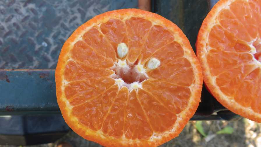 Close-up of a new, low-seeded mandarin from USDA-ARS, shown at the Dec. 13, 2018 Field Day at Whitmore Farm in Florida.