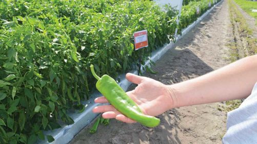 10 New Vegetable Varieties Fitting for Southeast Growers
