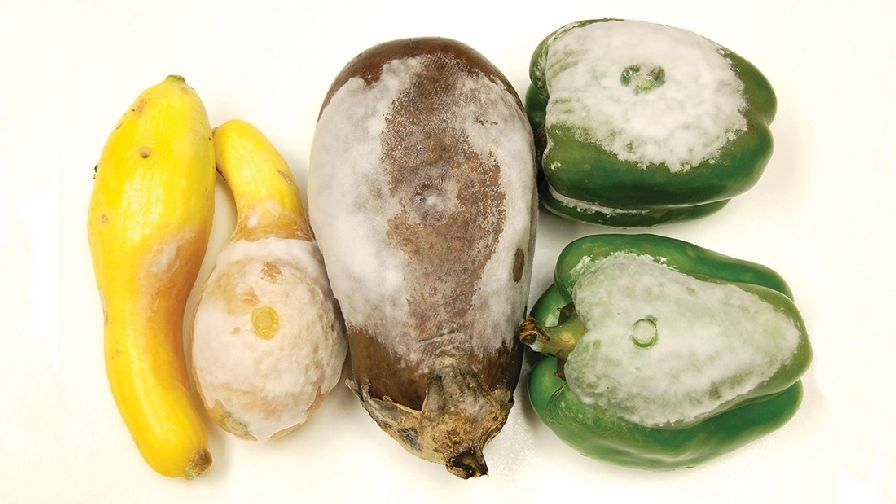 squash-pepper-eggplant-with-Phytopthora-FEATURE