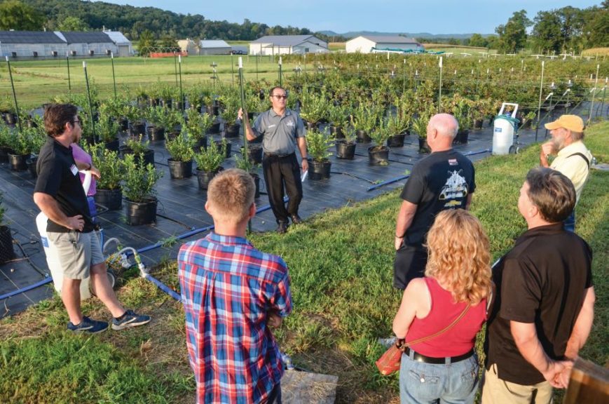 Is Container Production a Good Fit for Your Berries? Growing Produce