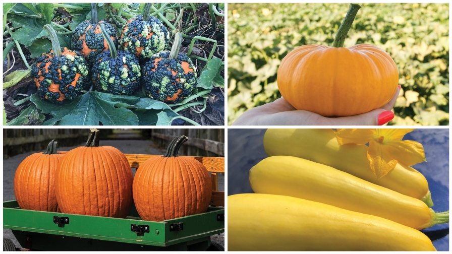 17 of the Best Pumpkin and Squash Varieties on the Market Growing Produce