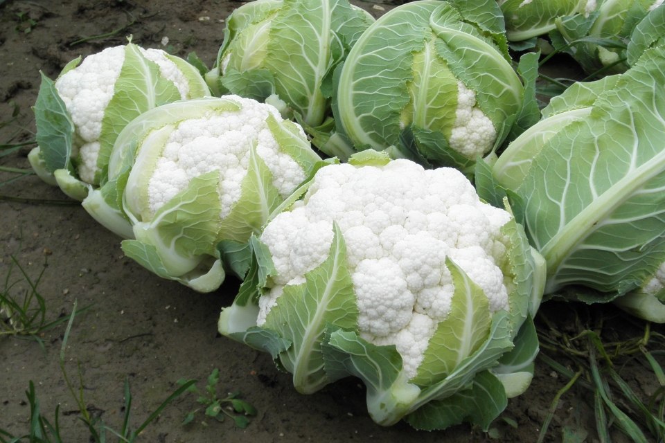 12 Cauliflower Varieties Perfect for 2019