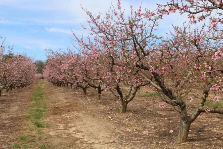 Little Frost Damage to South Carolina Peaches Growing Produce