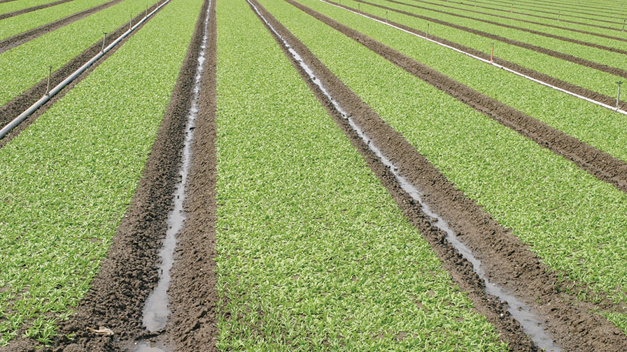 Spinach production Richard Smith_feature