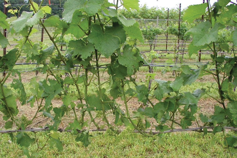 How Wine Grape Growers Can Help Minimize Bunch Rot