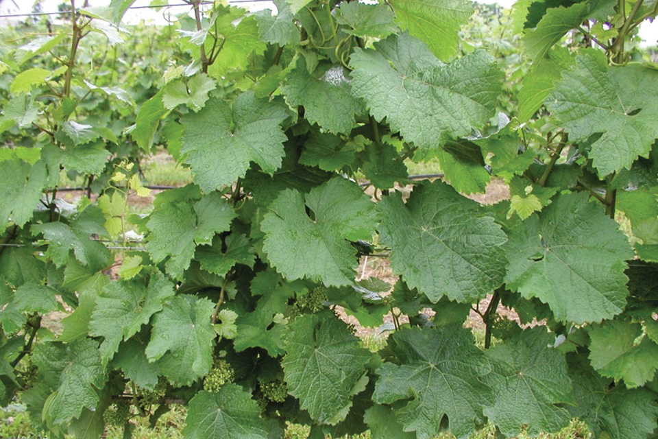 How Wine Grape Growers Can Help Minimize Bunch Rot