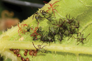 Squash-bug-nymphs-