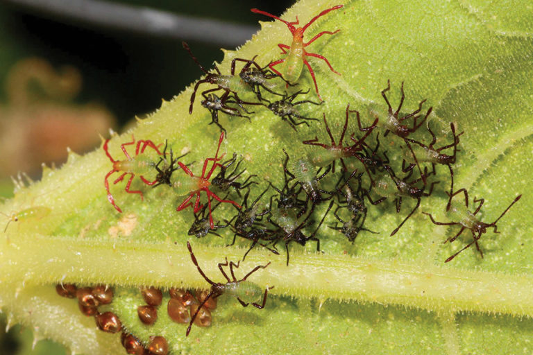 Field Scouting Guide Squash Bug Growing Produce