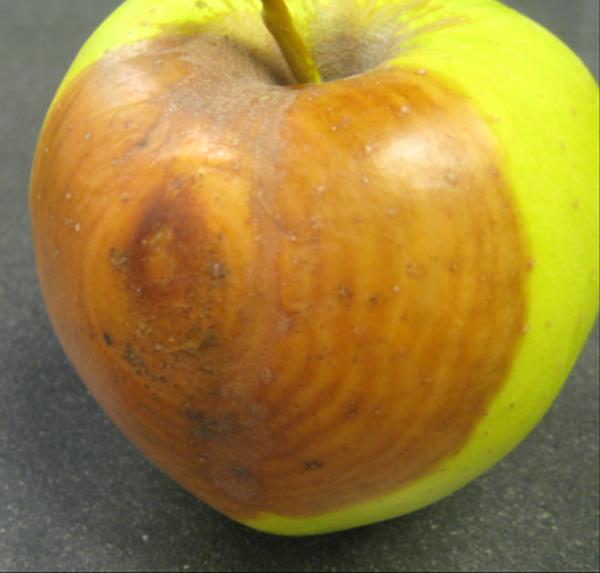 It's Never Too Early to Prevent Apple Summer Diseases and Rots