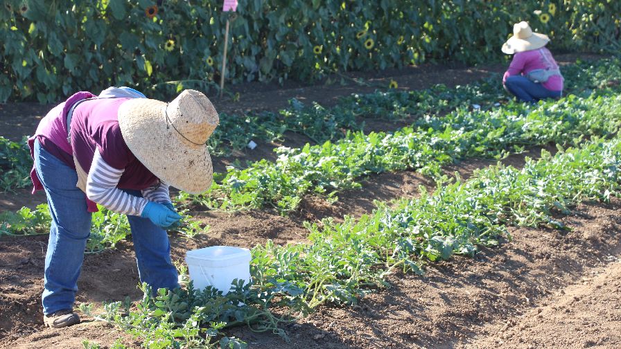 h-2a-workers-in-California-Seeds-by-Design-hand-pollinating-tomatoes