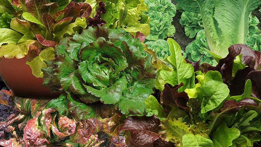 12 Top Lettuce Varieties For 2019 Growing Produce   Lettuce Collage Feature 