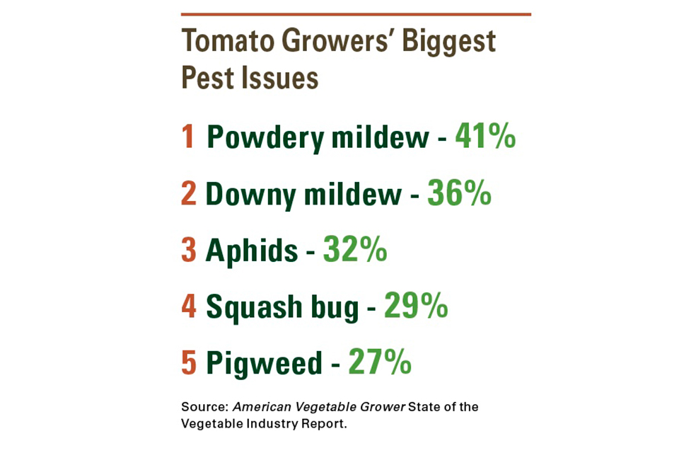 Tomato-Grower-Pest-Issues