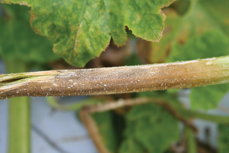 best fungicide for gummy stem blight