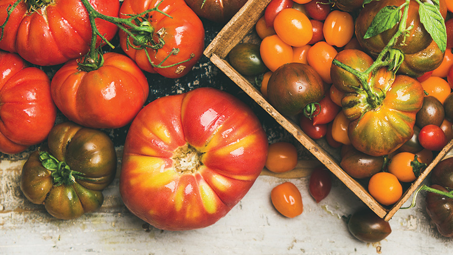 various-tomatoes-stock_feature