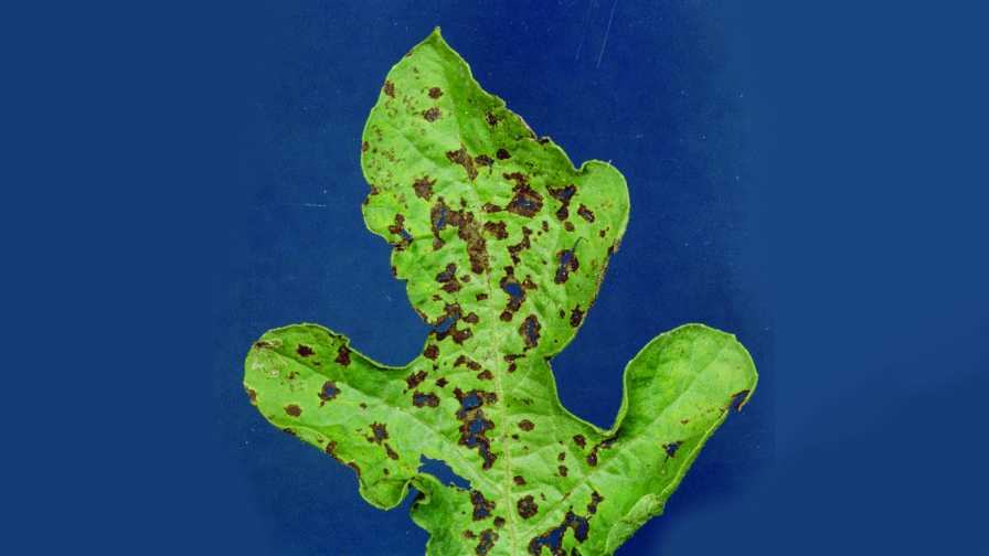Anthracnose symptoms on cucurbit leaf