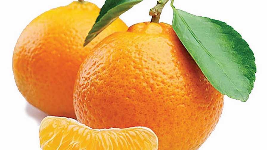 Mandalate mandarin citrus closeup