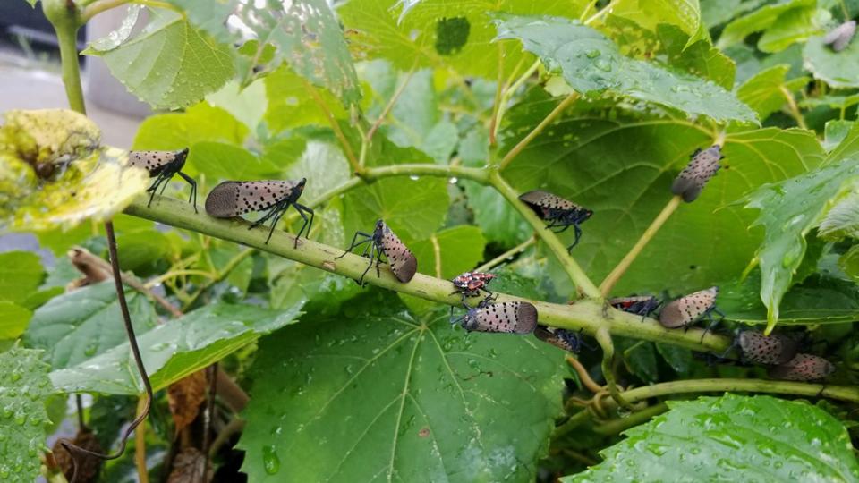 New Find Could Help to Stop Spotted Lanternfly