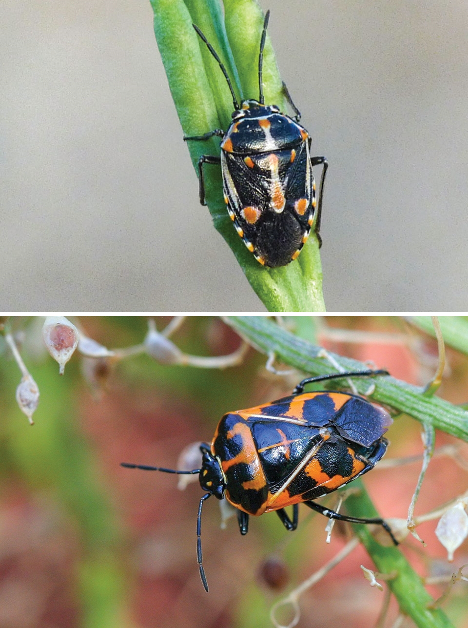Bragada-bug-compared-to-a-harlequin-bug