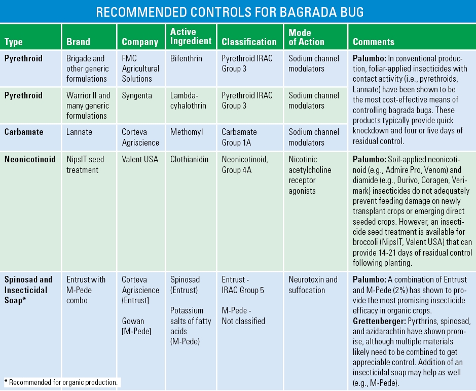 Bragada-bug-recommended-treatments