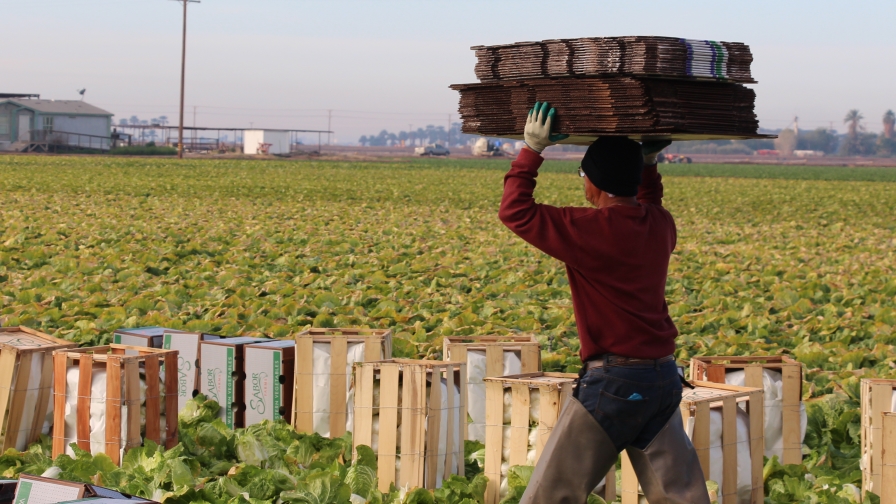 Farm-worker-at-Top-Flavor-Farms