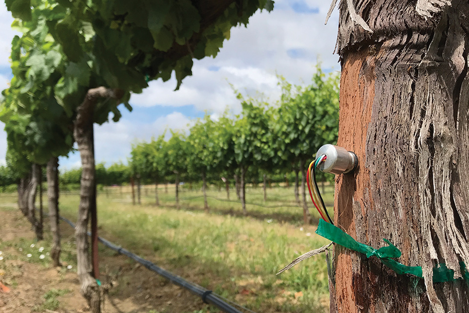 Real-Time Water Data Delivers Big Opportunity for Fruit and Nut Growers
