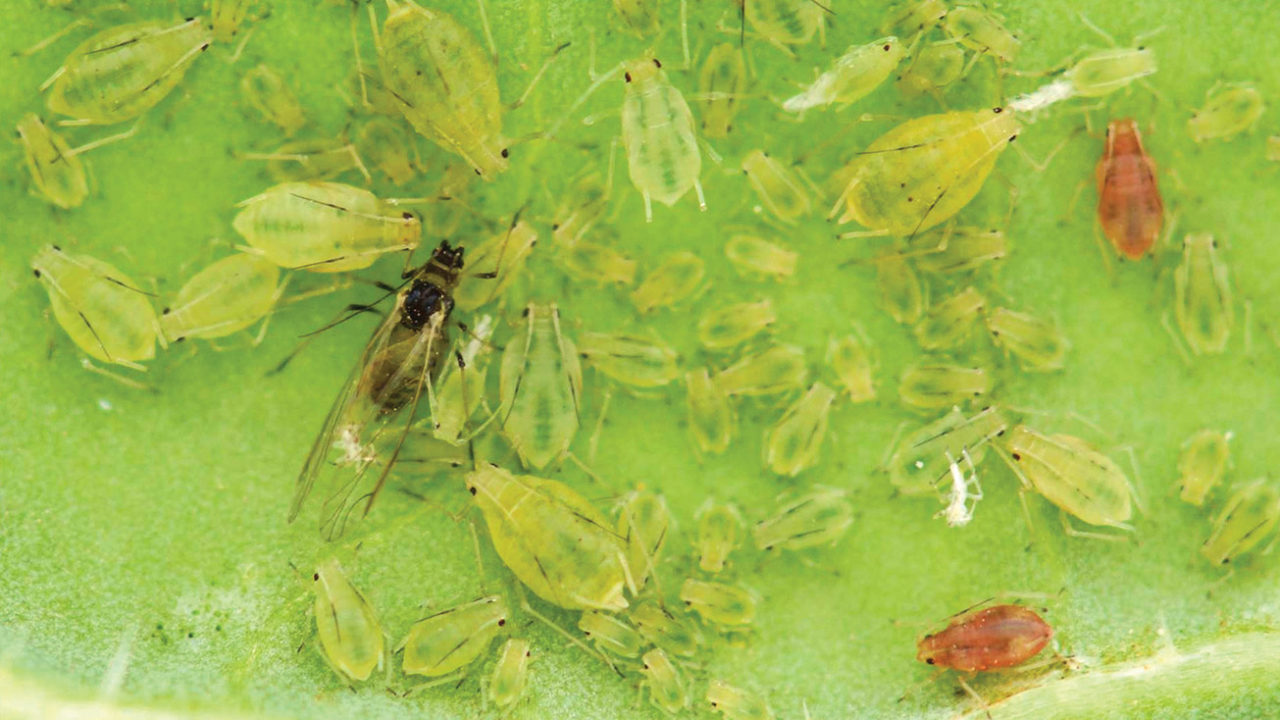 Field Scouting Guide: Green Peach Aphid - Growing Produce