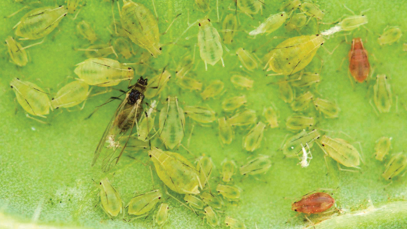 Green-peach-aphid_feature