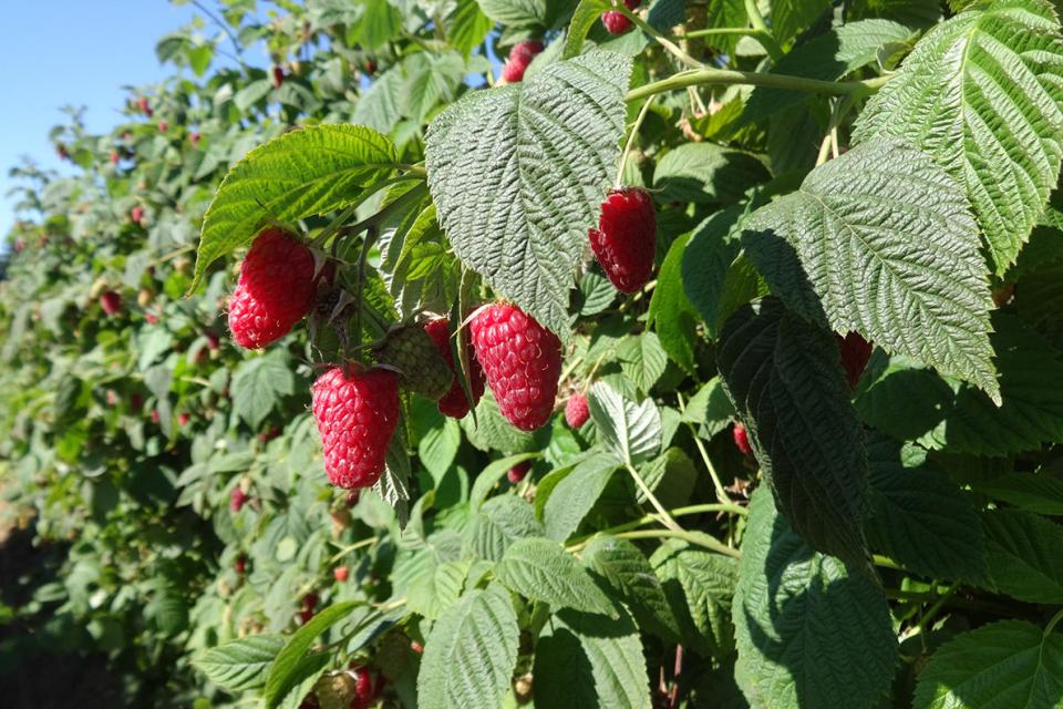New Raspberry Boasts Disease Resistance and Harvest Ease